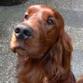 Ierse Setter