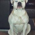 Old English Bulldog