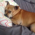 American Staffordshire Terrier