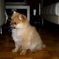 Keeshond, Dwerg