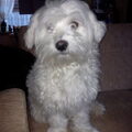 Maltezer