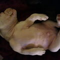 Old English Bulldog