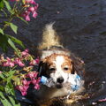 Kooikerhondje