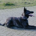 Hollandse Herdershond