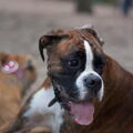 Boxer
