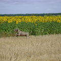 Weimaraner