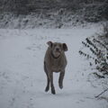 Weimaraner
