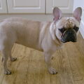 Franse Bulldog