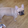 Franse Bulldog