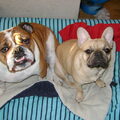 Franse Bulldog