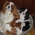 Cavalier King Charles Spaniel