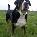 Grote Zwitserse Sennenhond