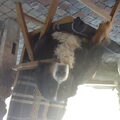 Berner Sennenhond