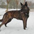 Hollandse Herdershond, korthaar