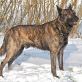 Hollandse Herdershond, korthaar