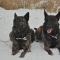 Hollandse Herdershond