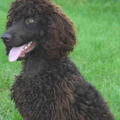 Ierse Waterspaniel