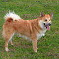 IJslandse Hond