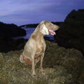 Weimaraner