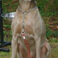 Weimaraner