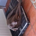 Weimaraner, korthaar