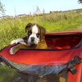 Boxer