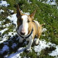Bull Terrier