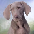 Weimaraner