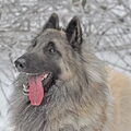 Tervuerense Herder