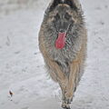 Tervuerense Herder