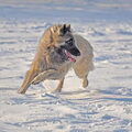 Tervuerense Herder
