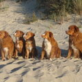 Nova Scotia Duck Tolling Retriever