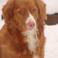 Nova Scotia Duck Tolling Retriever