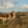 Australian Shepherd