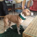 American Staffordshire Terrier
