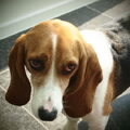 Basset Artesien Normand