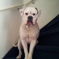Old English Bulldog