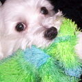 Maltezer