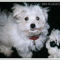 Maltezer