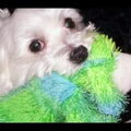 Maltezer