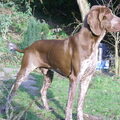 Bracco Italiano