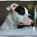 Dogo Argentino