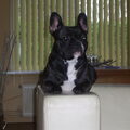 Franse Bulldog