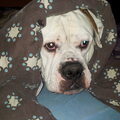Old English Bulldog