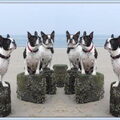 Boston Terrier