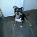 American Staffordshire Terrier
