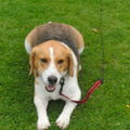 Beagle
