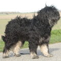 Catelaanse Herdershond