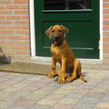 Rhodesian Ridgeback