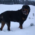 Rottweiler